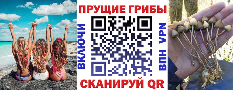 Галлюциногенные грибы Psilocybine cubensis  Купить  Заволжье 
